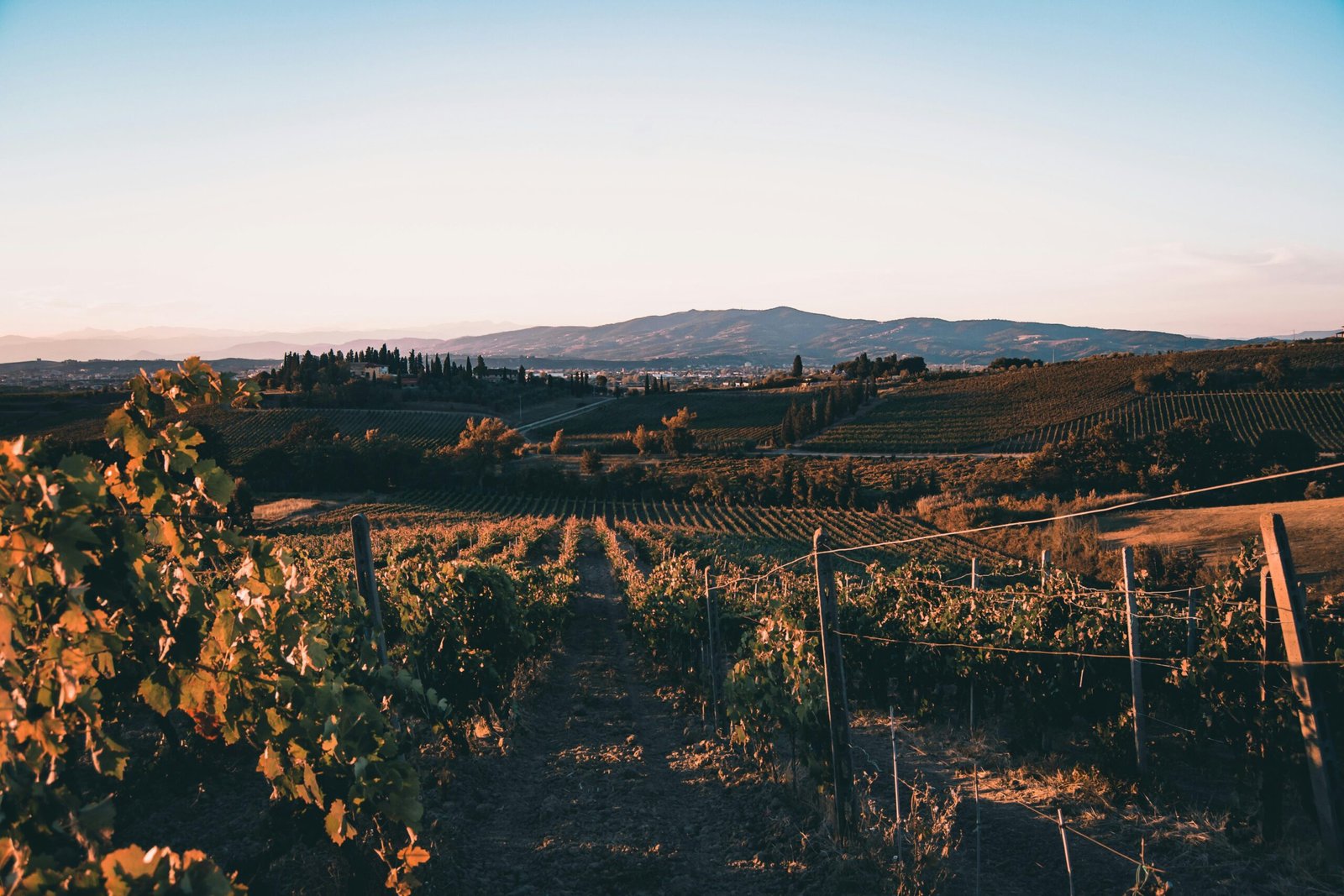 a view of a vineyard with mountains in the background